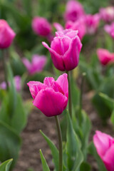 purple tulips close up