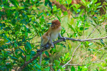 proboscis monkey or nasalis larvatus