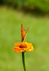 Portrait of butterfly insect from the brush footed family, sitting on the flower.