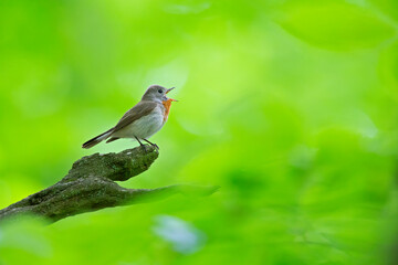 A male red-breasted flycatcher (Ficedula parva) singing loud in a green forest.