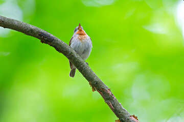 A male red-breasted flycatcher (Ficedula parva) singing loud in a green forest.