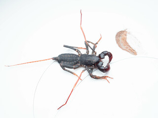 Close up shoot of Thelyphonida