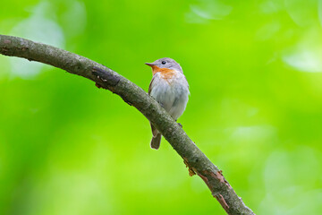 A male red-breasted flycatcher (Ficedula parva) singing loud in a green forest.