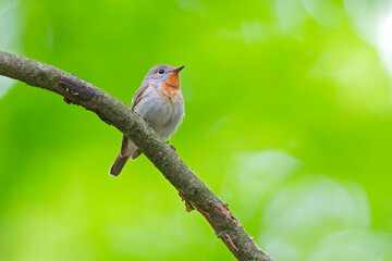A male red-breasted flycatcher (Ficedula parva) singing loud in a green forest.