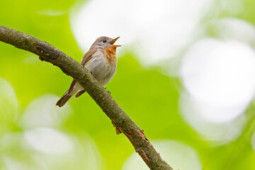 A male red-breasted flycatcher (Ficedula parva) singing loud in a green forest.