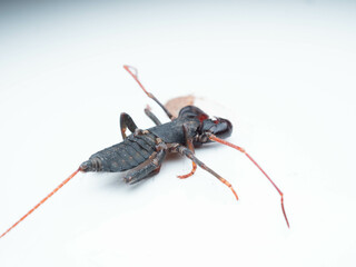 Close up shoot of Thelyphonida