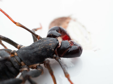 Close up shoot of Thelyphonida