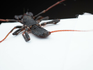 Close up shoot of Thelyphonida