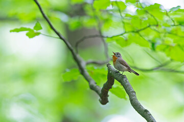A male red-breasted flycatcher (Ficedula parva) singing loud in a green forest.