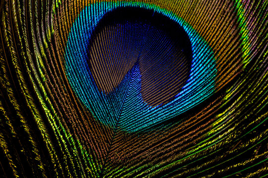 Colorful and Artistic Peacock Feathers. This is a macro photo of an arrangement of luminous peacock feathers