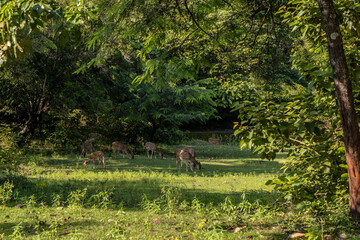Obraz na płótnie Canvas Sri Lanka. The ancient city of Polonnaruwa. Bambi deer graze in a tropical green forest on a clear sunny day against the background of trees.