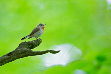 A male red-breasted flycatcher (Ficedula parva) singing loud in a green forest.