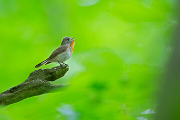 A male red-breasted flycatcher (Ficedula parva) singing loud in a green forest.