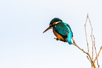 Common Kingfisher perched on a tree branch