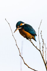 Common Kingfisher perched on a tree branch