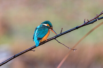 Common Kingfisher perched on a tree branch