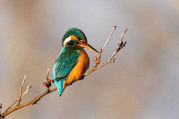 Common Kingfisher perched on a tree branch