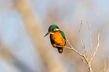 Common Kingfisher perched on a tree branch