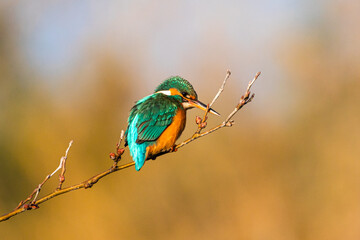 Common Kingfisher perched on a tree branch