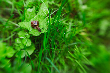 A small snail on a green blurry background.