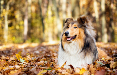 Beautiful rough collie dog. One year. The dog is lying in a leaf. Against the background of the forest.