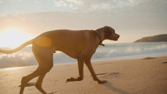 dog running on the beach