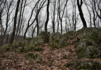trees in the forest