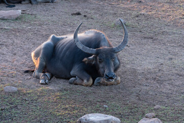 Close up to Thailand buffalo cute animal that had been helpful for agriculture and plantation concept.