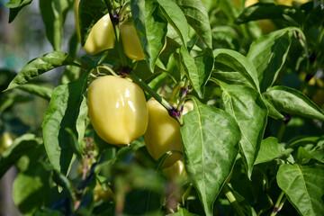 Unripe yellow pepper growing on bushes in the garden. Bulgarian sweet pepper plant