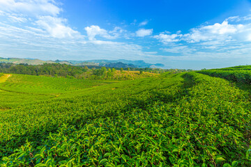 Fototapeta na wymiar Tea plantation in the morning,Sunrise view of tea plantation landscape , Tea plantations in morning light
