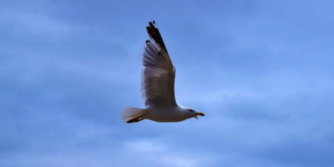 Gaviota volando un día nublado.