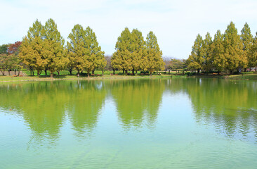 秋の公園の池とメタセコイアの木