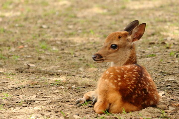 奈良公園の子鹿