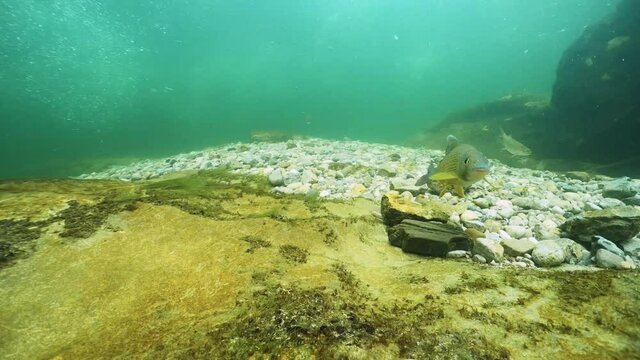 Underwater footage of Grayling (Thymallus thymallus) feeding and swimming in a natural stream. River habitat. Life in the river. Nice freshwater fish.