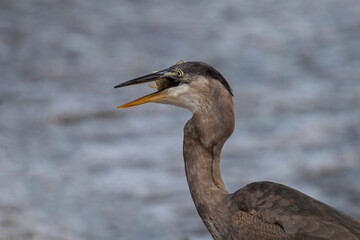 Great blue heron catches  fish from a stream