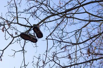 schuhe hängen im baum konzept