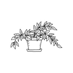 tradescantia houseplant. Indoor potted plant vector black and white outline doodle illustration.