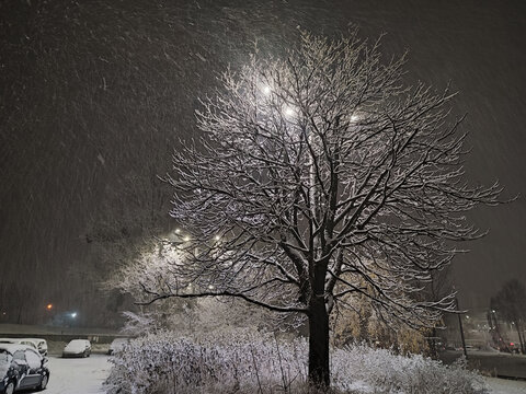 Falling snow, snowfall, winter night. Tree`s branches in snow