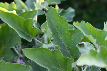 Potato or Colorado beetle - Leptinotarsa decemlineata on eggplant. This insect can damage the leaves and fruits of eggplant.