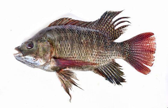 big fresh tilapia on a white background