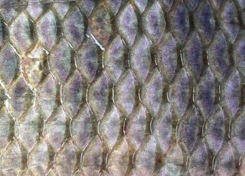 fish skin fish scale texture close-up abstract background