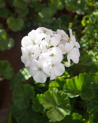 Geranium Zonal , Pelargonium hortorum with white flowers