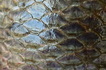 fish skin fish scale texture close-up abstract background © ประพันธ์ บุญเหมาะ