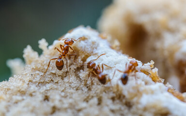 Red imported fire ant,Action of fire ant