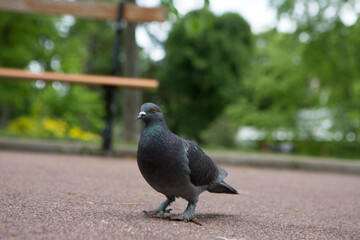 Pigeon posing