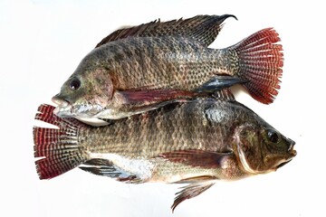 big tilapia isolated on white background