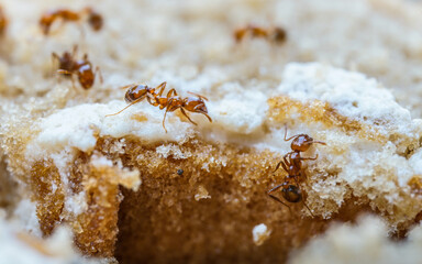 Red imported fire ant,Action of fire ant