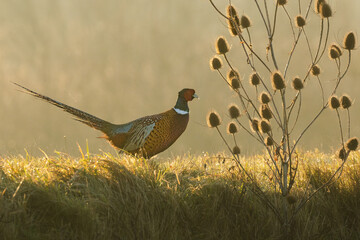 Pheasant in the grass during golden light in foggy morning