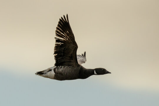 Branta bernicla, commonly known as brant, flying during migration season