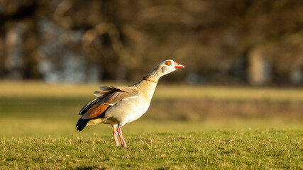 Alopochen aegyptiaca (egyptian goose) in the grass